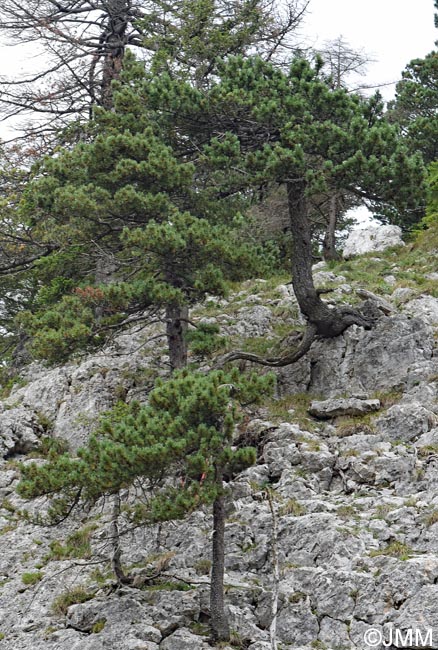 Pinus uncinata var rotundata = Pinus rotundata