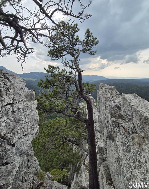 Pinus uncinata var rotundata = Pinus rotundata