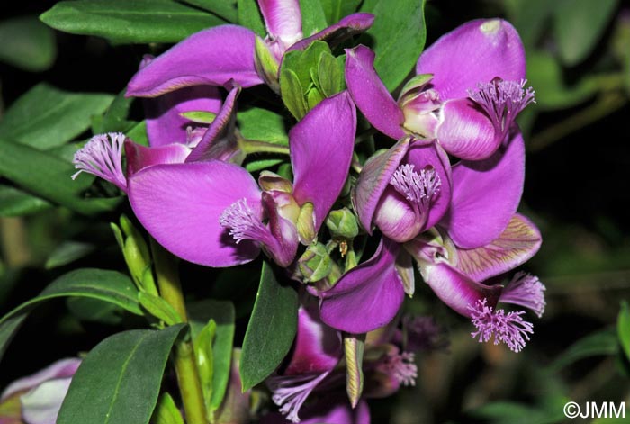 Polygala  dalmaisiana = Polygala myrtifolia x Polygala oppositifolia