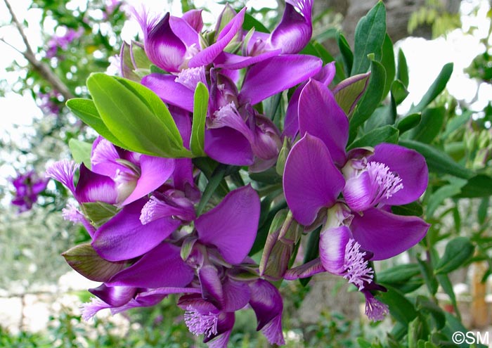 Polygala  dalmaisiana = Polygala myrtifolia x Polygala oppositifolia