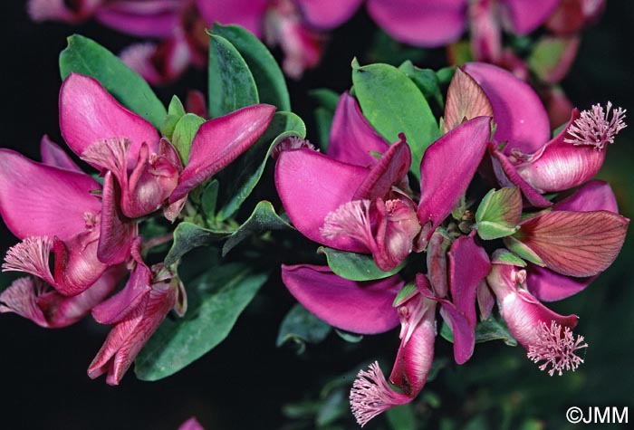 Polygala  dalmaisiana = Polygala myrtifolia x Polygala oppositifolia