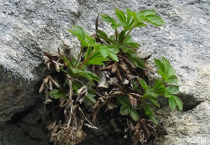 Potentilla caulescens subsp. nebrodensis