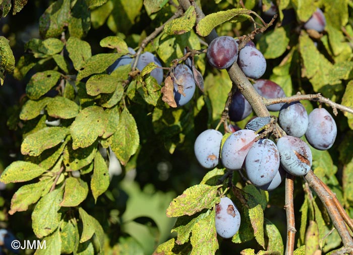 Prunus domestica