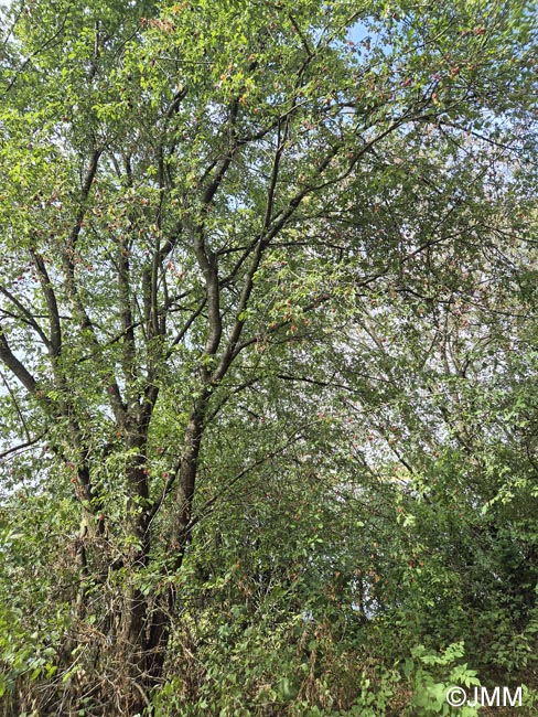 Prunus insititia