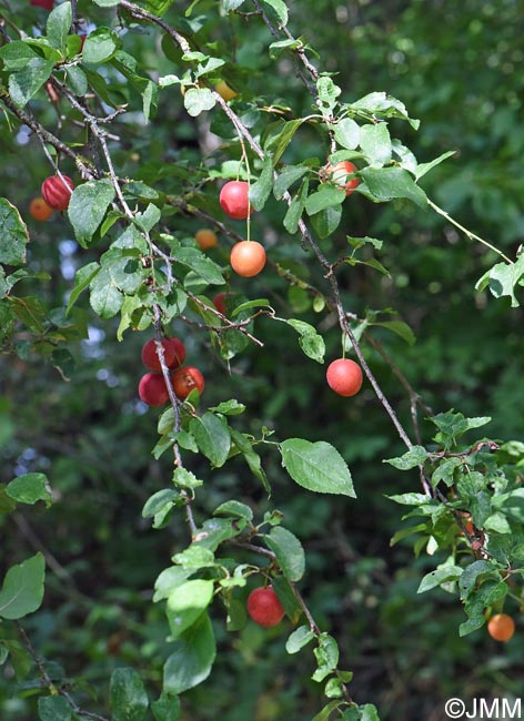Prunus insititia