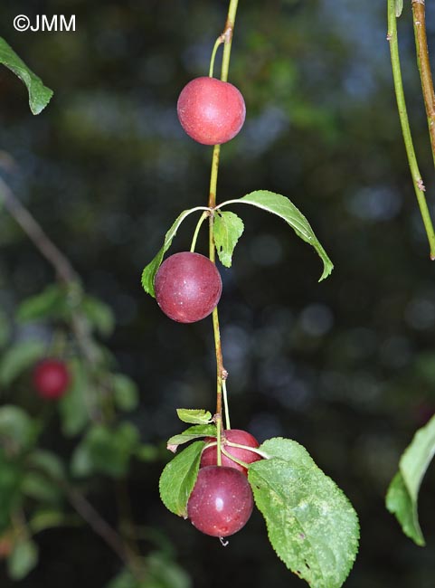 Prunus insititia