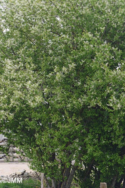 Prunus padus
