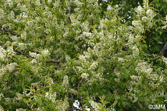 Prunus padus