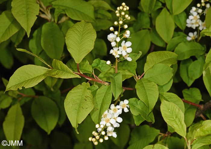 Prunus padus