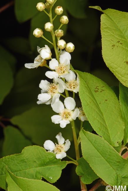 Prunus padus