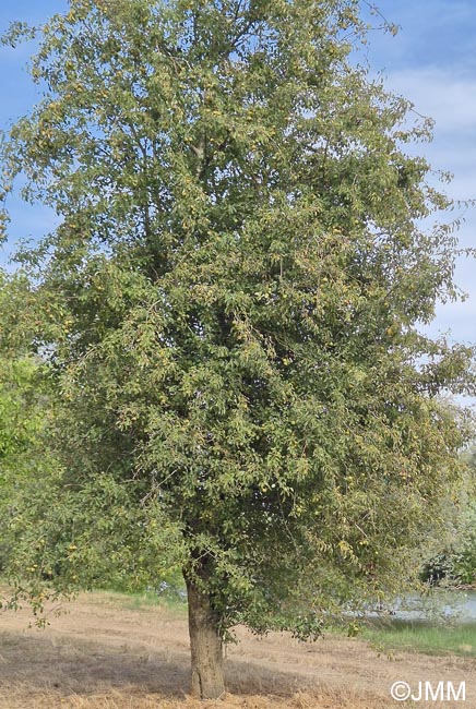 Pyrus pyraster