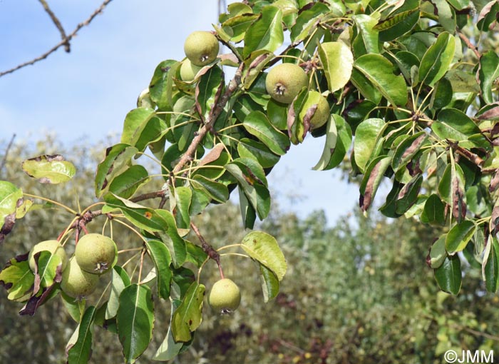 Pyrus pyraster