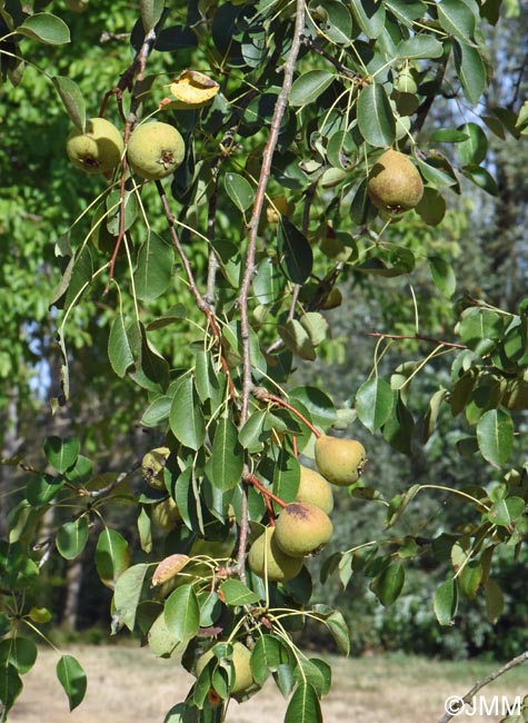 Pyrus pyraster