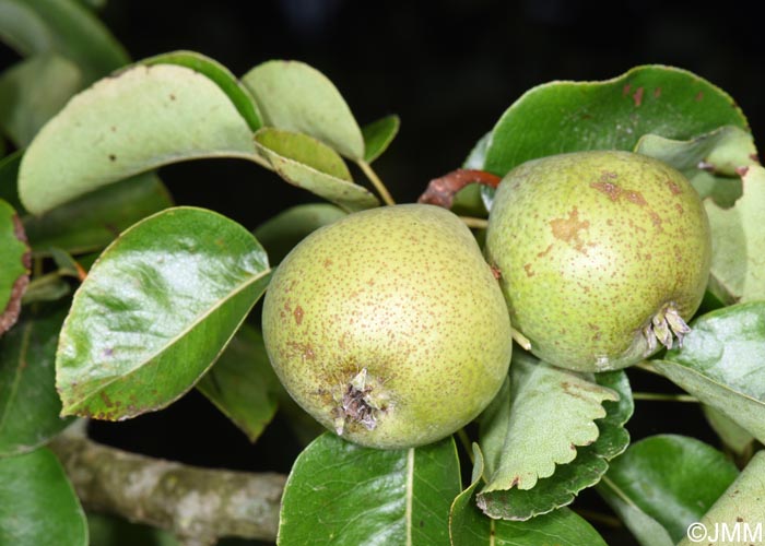 Pyrus pyraster