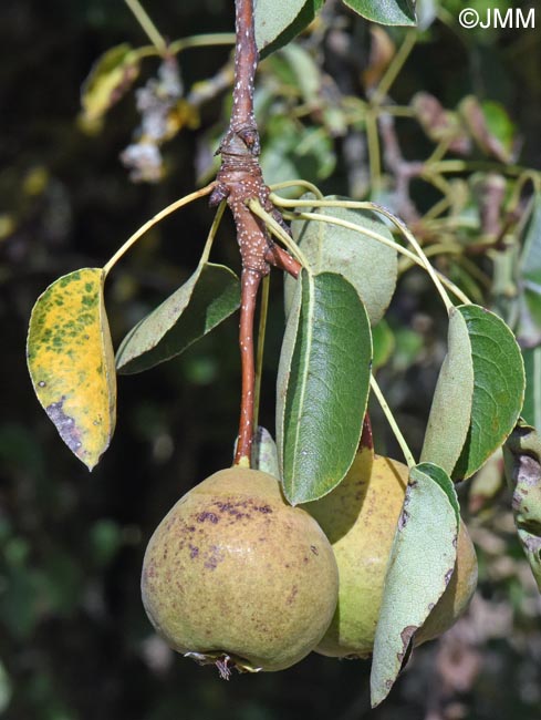 Pyrus pyraster