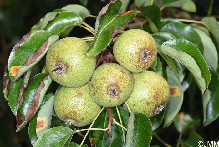 Pyrus pyraster