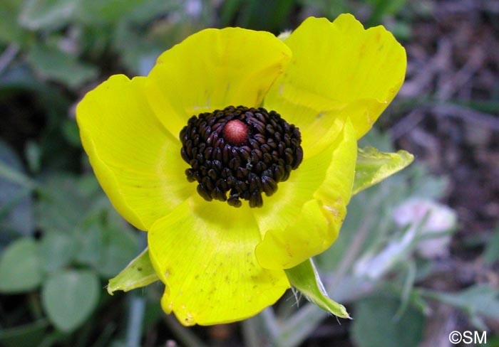 Ranunculus asiaticus