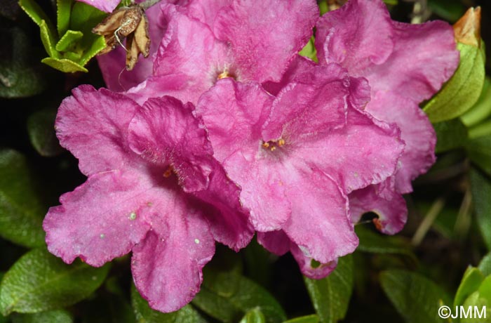 Rhododendron myrtifolium