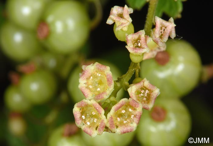 Ribes rubrum