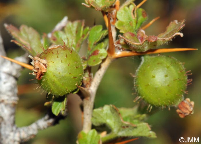 Ribes uva-crispa