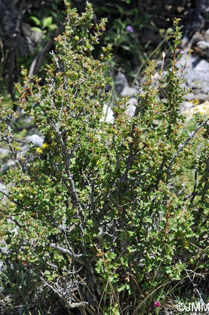 Ribes uva-crispa