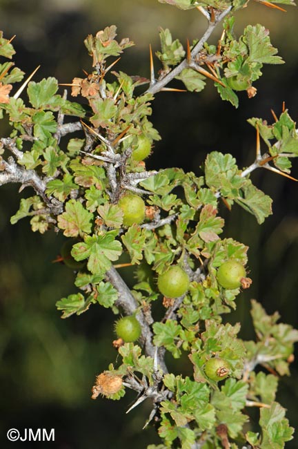 Ribes uva-crispa