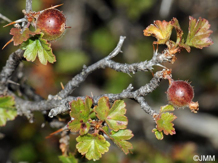 Ribes uva-crispa
