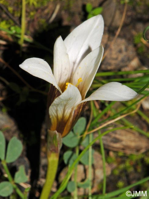 Romulea bulbocodium