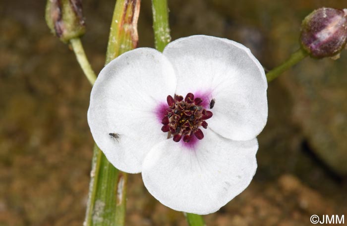 Sagittaria sagittifolia