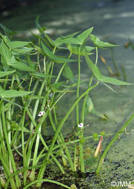 Sagittaria sagittifolia