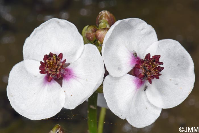 Sagittaria sagittifolia