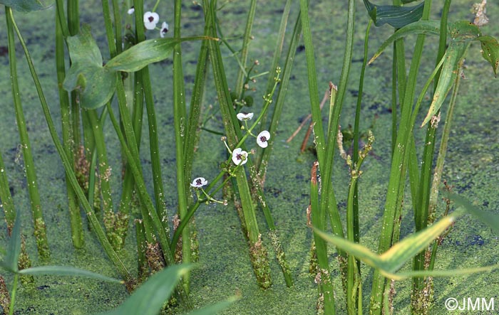 Sagittaria sagittifolia
