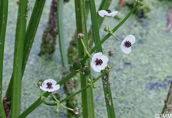Sagittaria sagittifolia