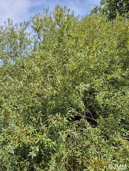 Salix purpurea