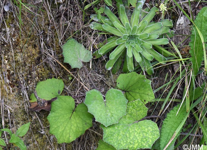 Saxifraga mutata