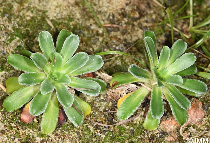 Saxifraga mutata