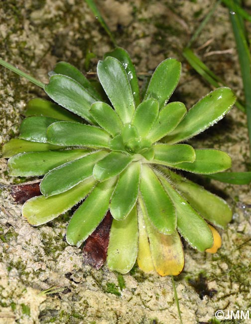 Saxifraga mutata