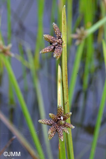 Schoenoplectiella mucronata = Schoenoplectus mucronatus