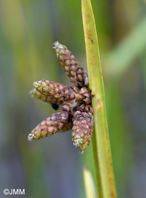 Schoenoplectiella mucronata = Schoenoplectus mucronatus