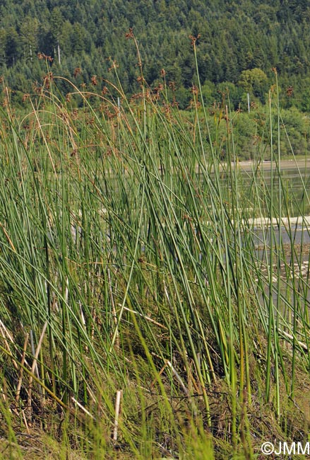 Schoenoplectus lacustris