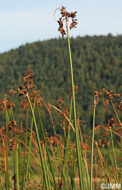 Schoenoplectus lacustris