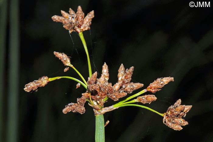 Schoenoplectus lacustris