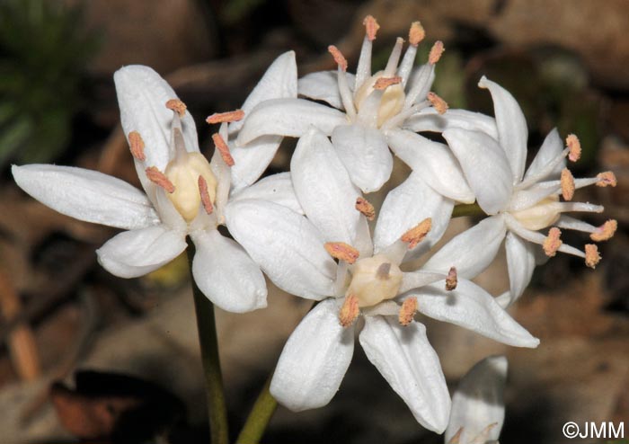 Scilla bifolia : forme blanche