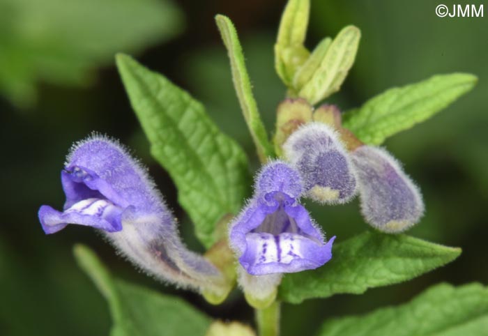 Scutellaria galericulata