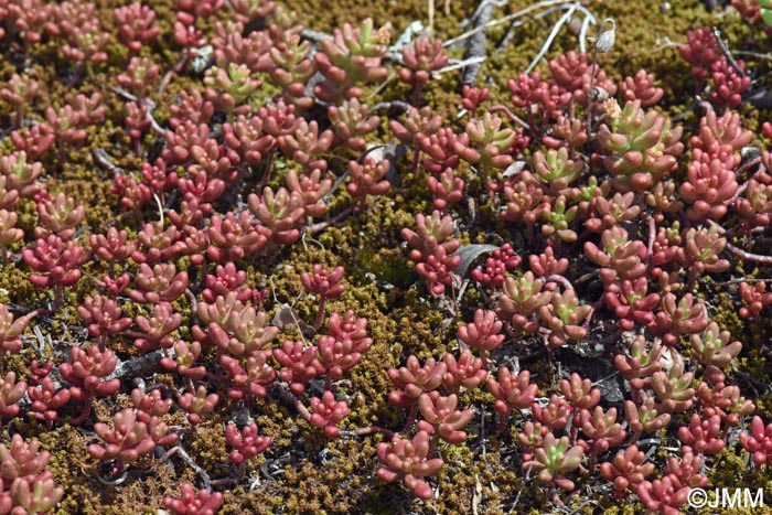 Sedum rubens