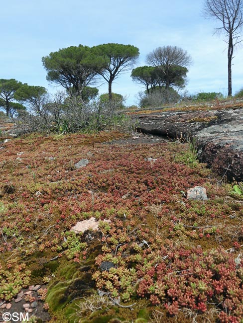 Sedum rubens & Pinus pinea