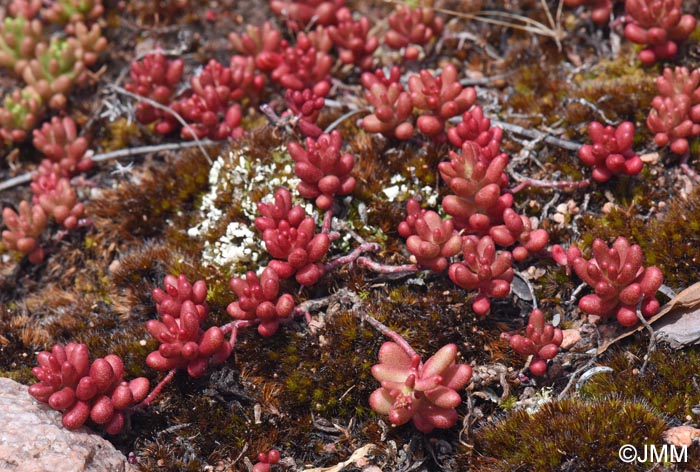 Sedum rubens