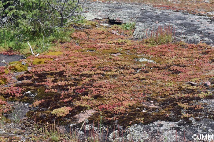 Sedum rubens