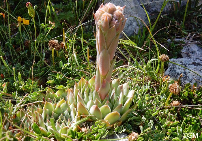 Sempervivum calcareum