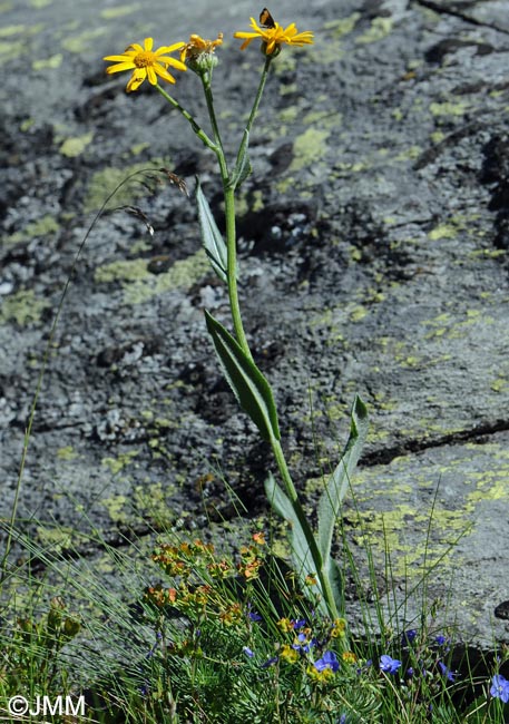 Senecio doronicum